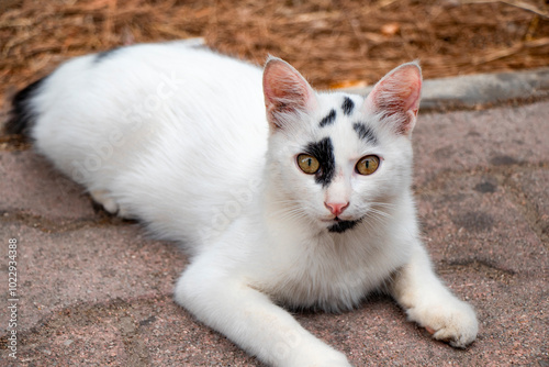 a cute lying cat with bright yellow eyes in Kemer/ Antalya Turkey