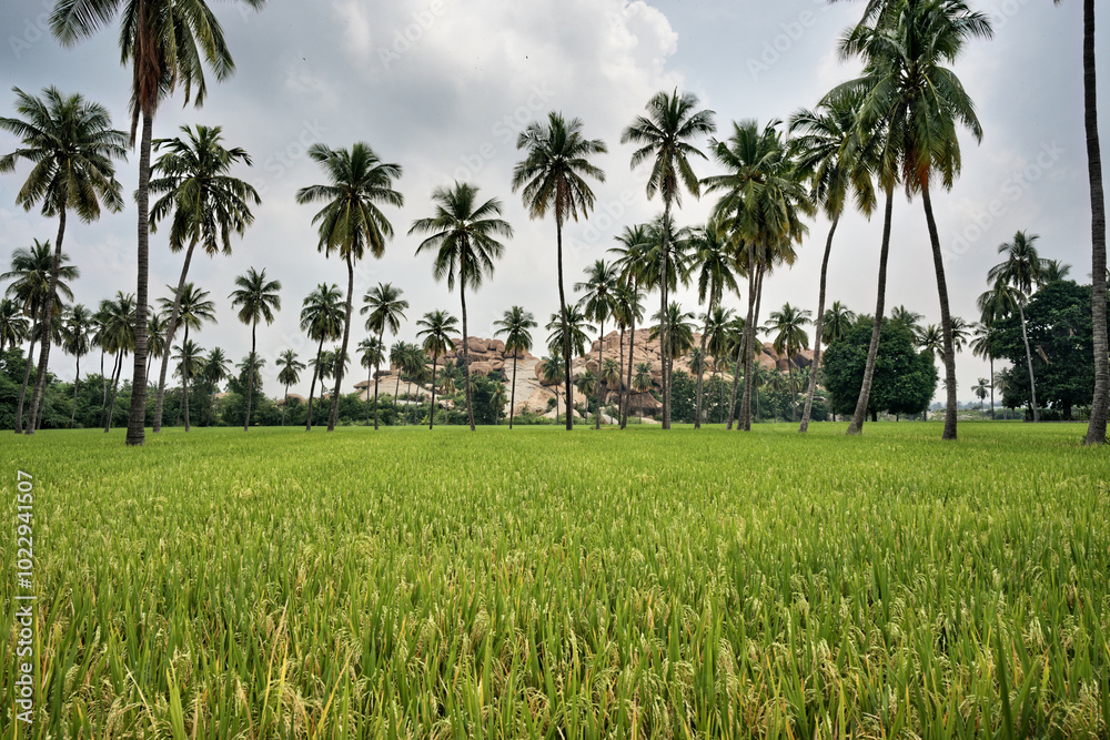 Granite giants watching over the rice fields of Anegundi