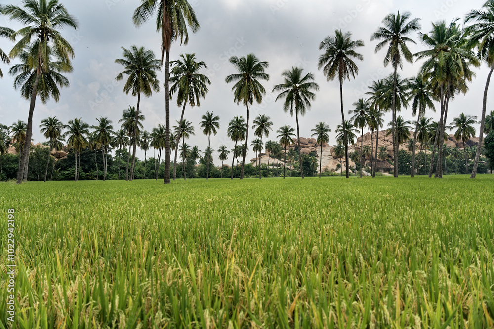 Granite giants watching over the rice fields of Anegundi