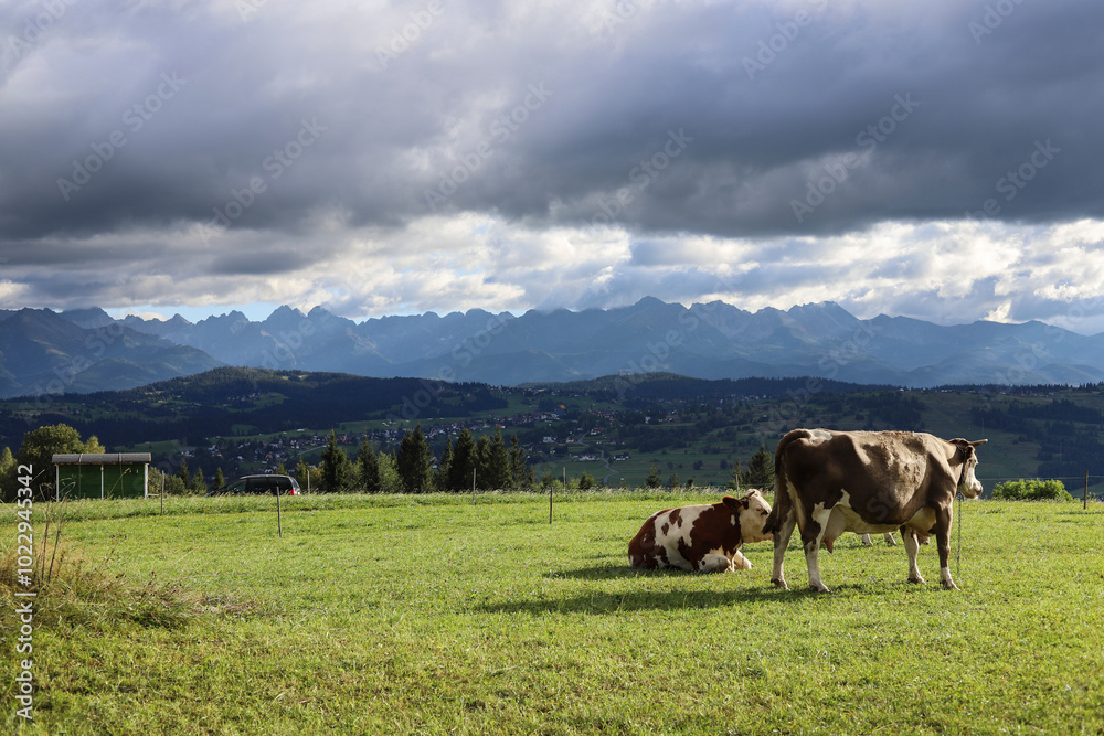 Cows in a mountain pasture. Storm clouds in the background. Cows in a mountain pasture. Storm clouds in the background.