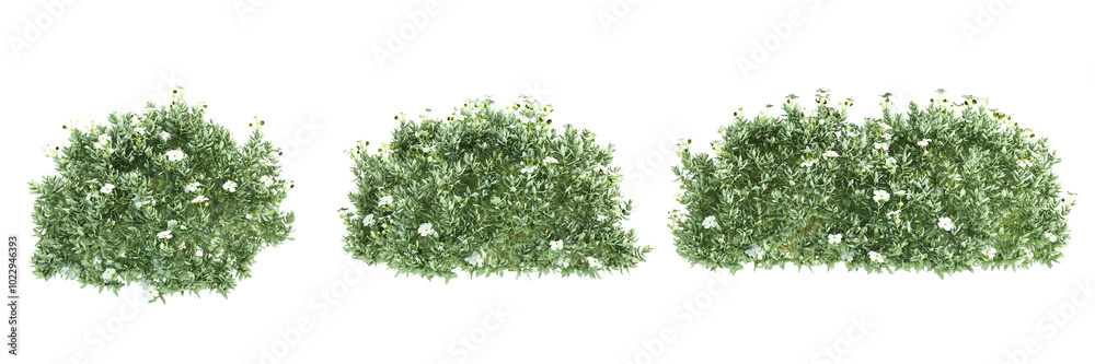 Obraz premium green grass isolated on white