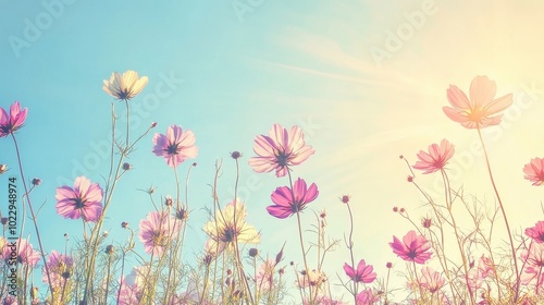 Vibrant Cosmos Flowers Blooming Against Serene Sky