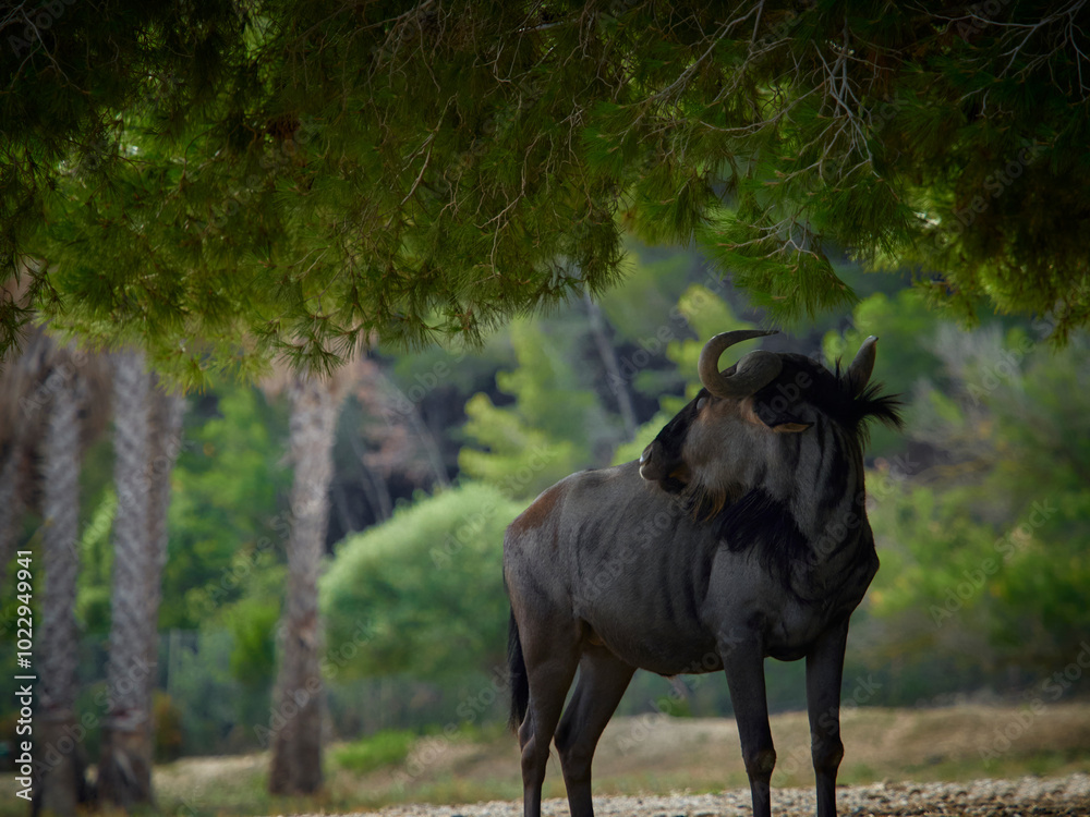 Naklejka premium Wildebeest is pose in nature (Connochaetes taurinus)