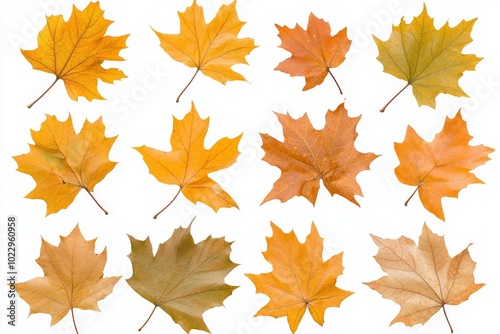 A yellow autumn plane tree leaf set isolated in transparent PNG format. Platanus autumn foliage surrounded by water drops.