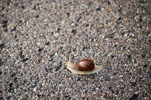 ślimak winniczek na drodze , Helix pomatia	 #1022961300