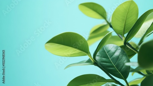 Close Up Of Fresh Green Leaves In Summer Nature Setting Environmental Theme With Positive Vacation Vibes Serene Lifestyle Light Blue Backdrop Representing Climate Change