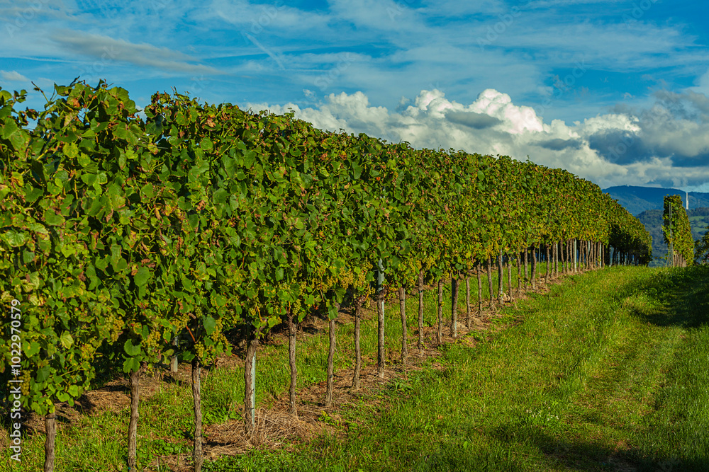 Naklejka premium Ripe grape with leaf