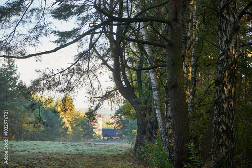 Fototapeta Naklejka Na Ścianę i Meble -  łąka,drzewa