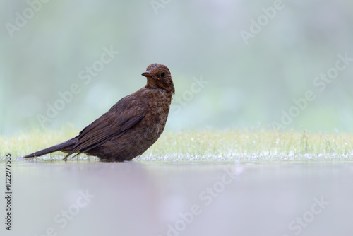Blackbird in the bath in pastel colors
