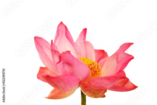 Vibrant Pink Lotus Blossom on White Background