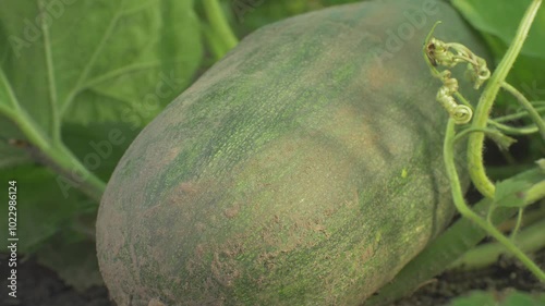 In garden mature green zucchini lies on ground covered with some soil. Courgette is partially illuminated by sunlight and shows healthy growth, still attached to its stem photo