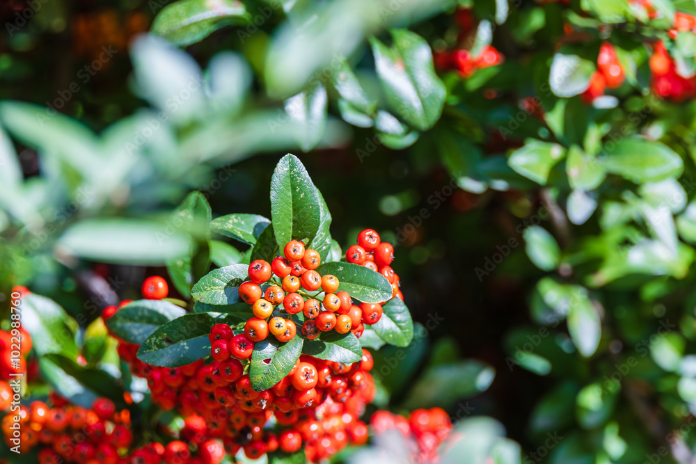 Red pomes of Pyracantha in the autumn sunlight. Red pomes of Pyracantha in the autumn sunlight.