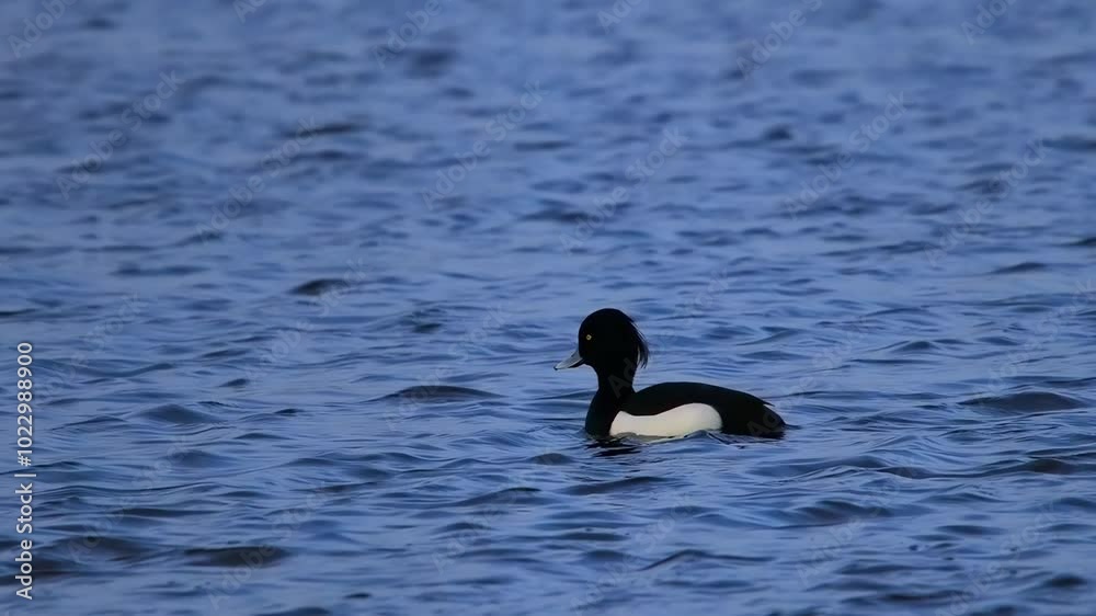 tufted duck swimming in water slow motion