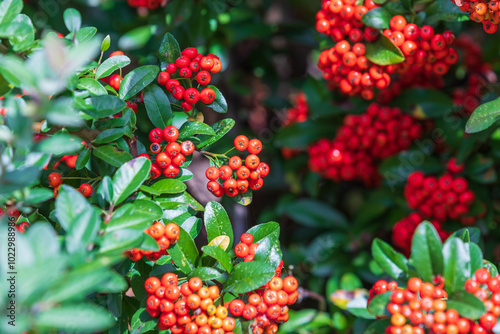 Red pomes of Pyracantha in the autumn sunlight.