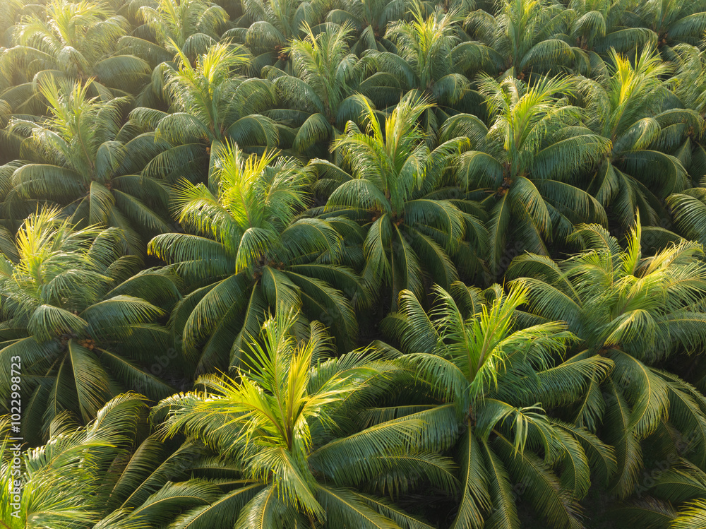 Obraz premium Top view of coconut trees field in the sunrise