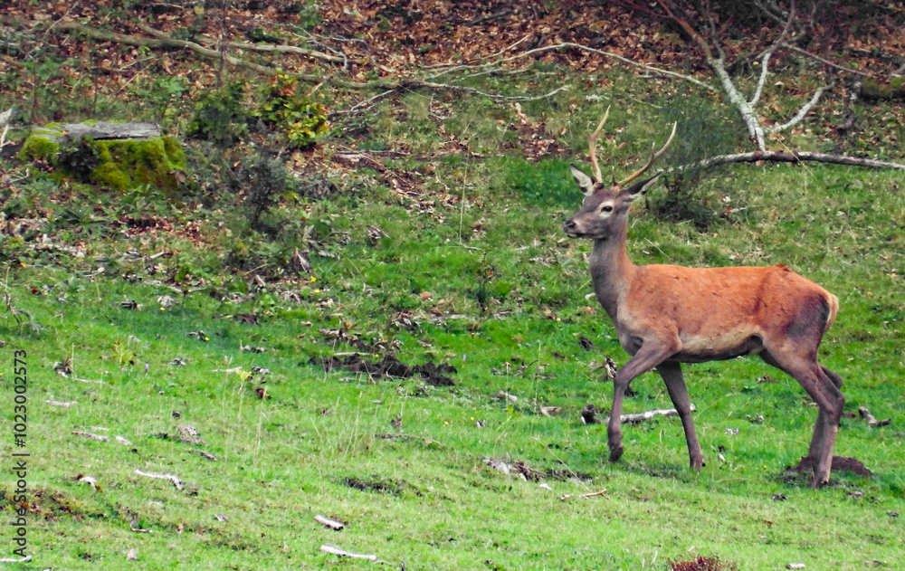 Obraz premium One red deer walking in the nature 
