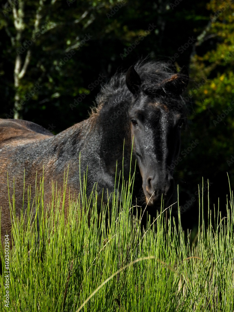 black horse with a messy mane under sunlight in a natural setting, with trees in the background. The horse appears to be in a forested area, highlighting its dark coat black horse with a messy mane under sunlight in a natural setting, with trees in the background. The horse appears to be in a forested area, highlighting its dark coat