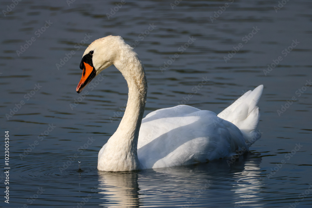 a graceful swan with water drops on the beak