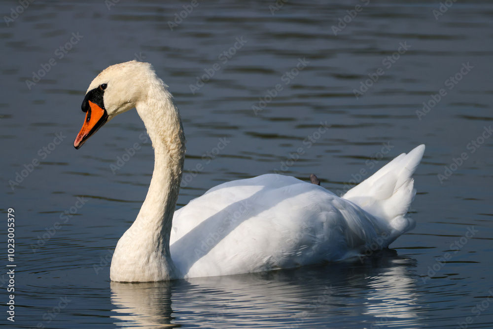 a graceful swan with water drops on the beak a graceful swan with water drops on the beak