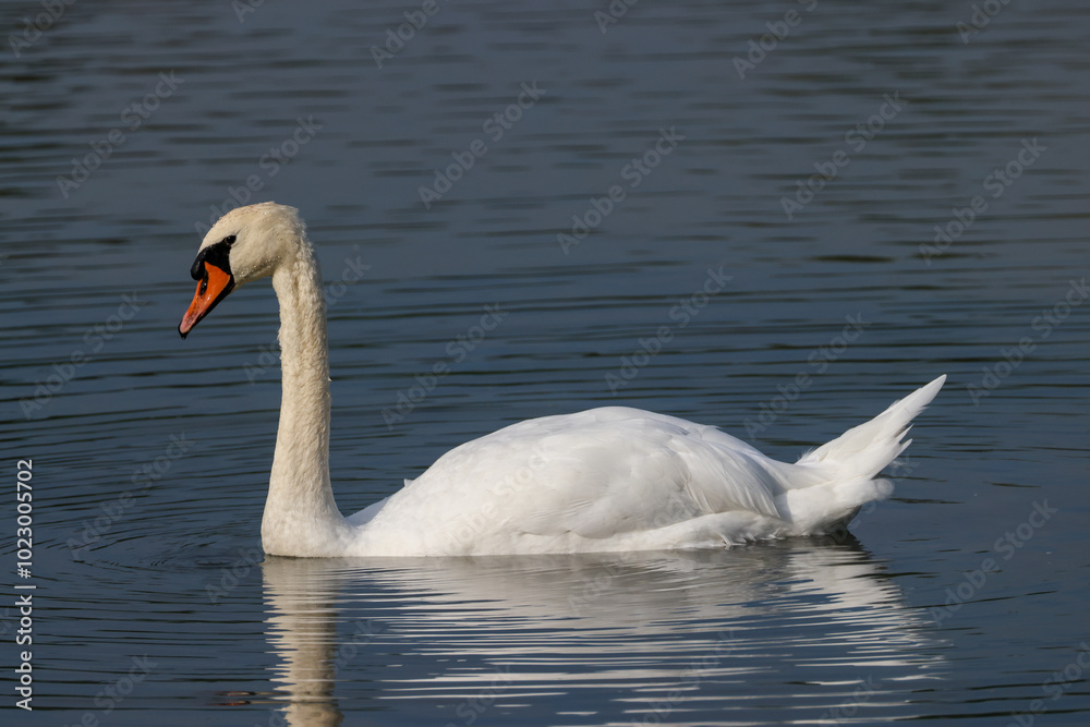 a graceful swan with water drops on the beak a graceful swan with water drops on the beak
