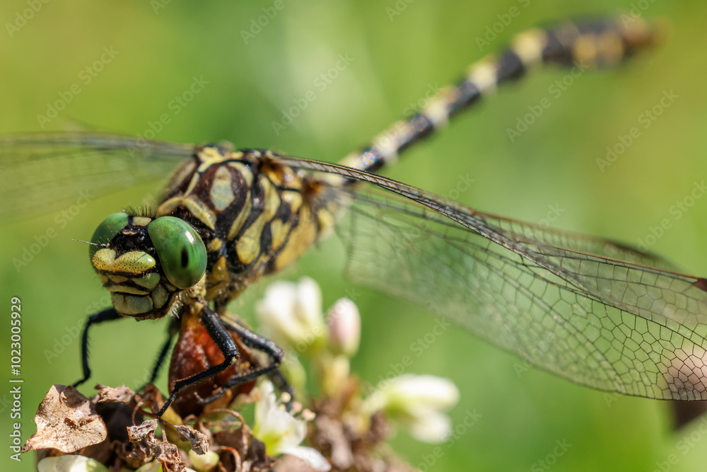 close-up picture of a dragonfly resting on a flower close-up picture of a dragonfly resting on a flower