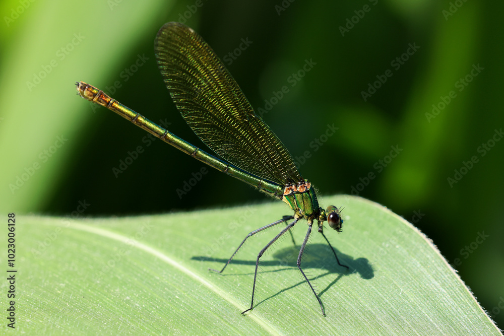 a green dragonfly resting on a green blade of corn a green dragonfly resting on a green blade of corn