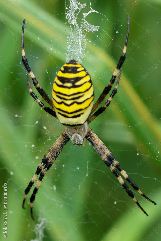 a wasp spider