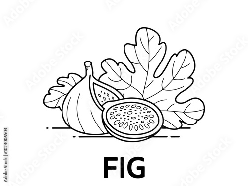 Fig fruit with leaves line art vector illustration