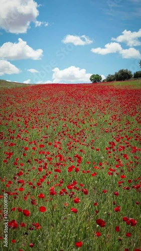 Vast Red Poppy Field Under a Clear Blue Sky