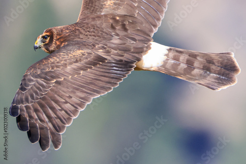 Tableau sur toile a northern harrier in flight