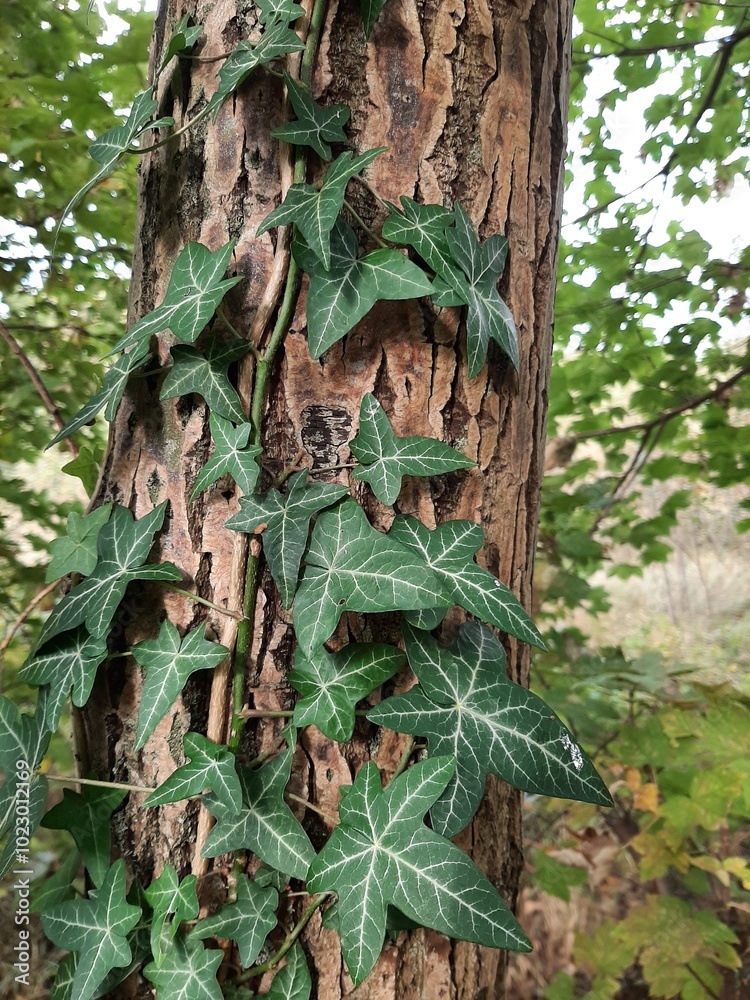 ivy on birch ivy on birch