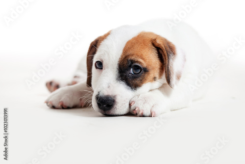 Puppy Isolated on white background