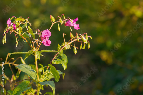 Impatiens glandulifera in the sun with a bee (Anthophila, Apiformes)