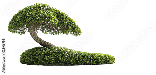 Artistic topiary tree rendering, detailed and isolated on a clear background.