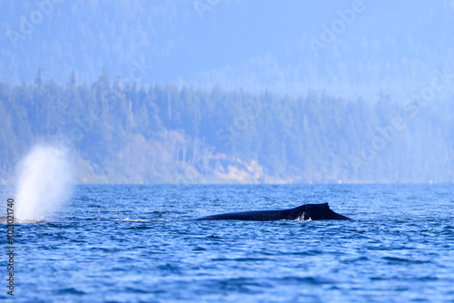 a swimming humpback whale off the coast of Vancouver Island