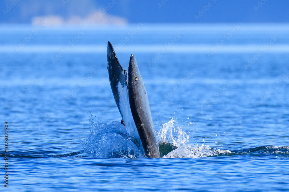 Fototapeta premium the fin of a diving humpback whale