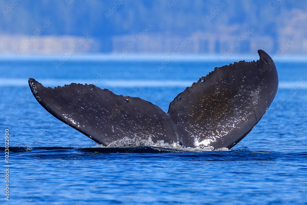 Fototapeta premium the fin of a diving humpback whale off the coast of Vancouver Island