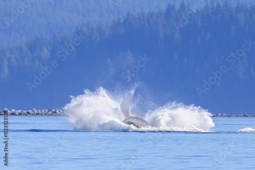 a humpback whale jumps out of the water in Vancouver Island photo