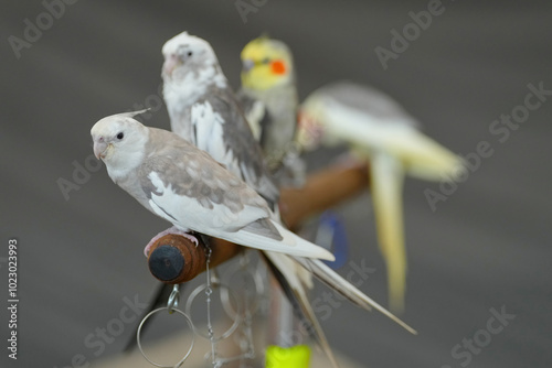 Cockatiel parrot bird free flying on perch photo