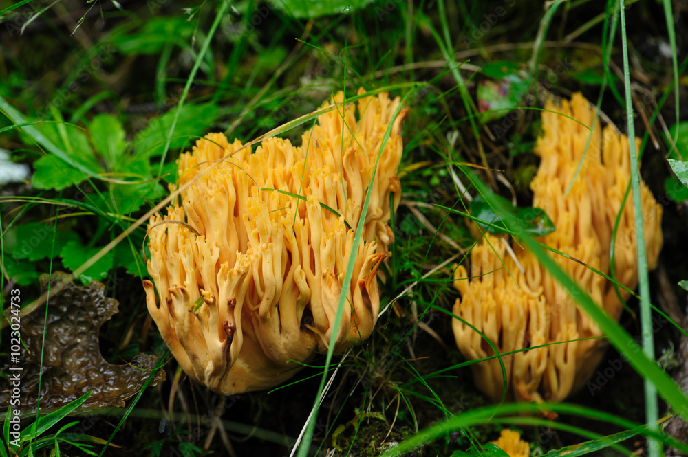 Wild clavariaceae mushroom edible in forest of China Wild clavariaceae mushroom edible in forest of China