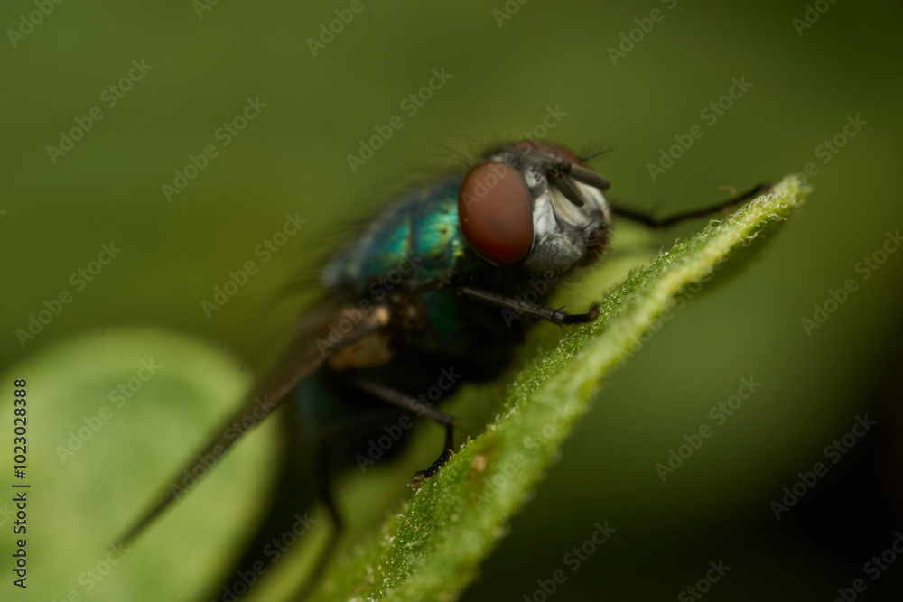 A green fly perched on a green leaf A green fly perched on a green leaf