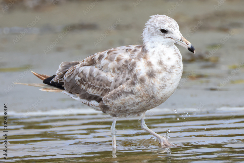 a juvenile seagull wades in the shore at Longbeach, Vancouver Island a juvenile seagull wades in the shore at Longbeach, Vancouver Island