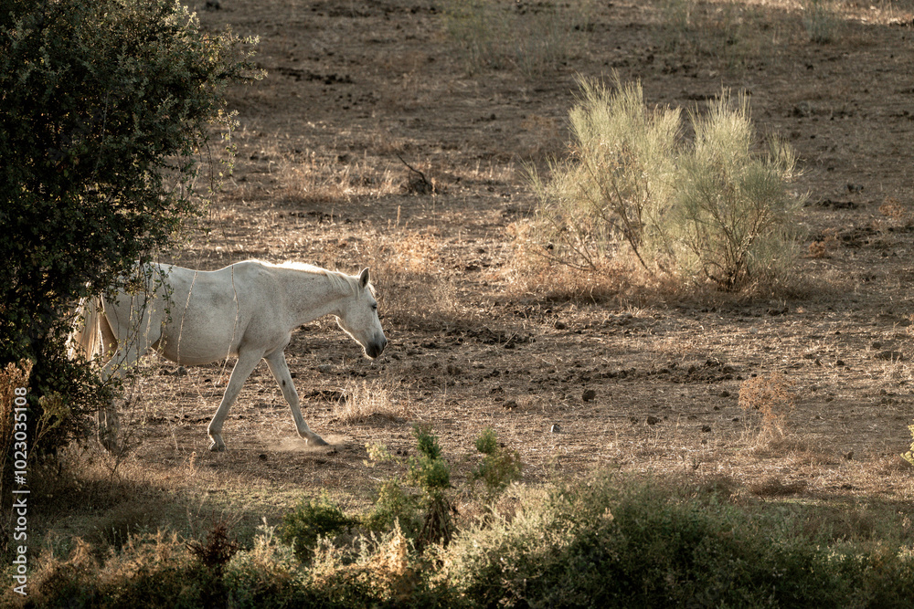 Fototapeta premium beautiful horse in landscape pretty equine natural environment 