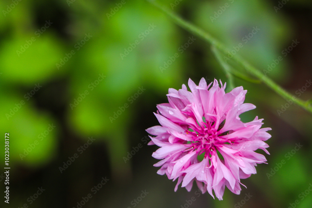 Pink flower bloom. One pink cornflower flower on a branch on a green background. High quality photo Pink flower bloom. One pink cornflower flower on a branch on a green background. High quality photo