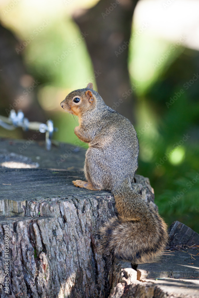 Close up picture of a beautiful, friendly, curious, wild grey squirrel captured in the woods, park
Close up picture of a beautiful, friendly, curious, wild grey squirrel captured in the woods, park