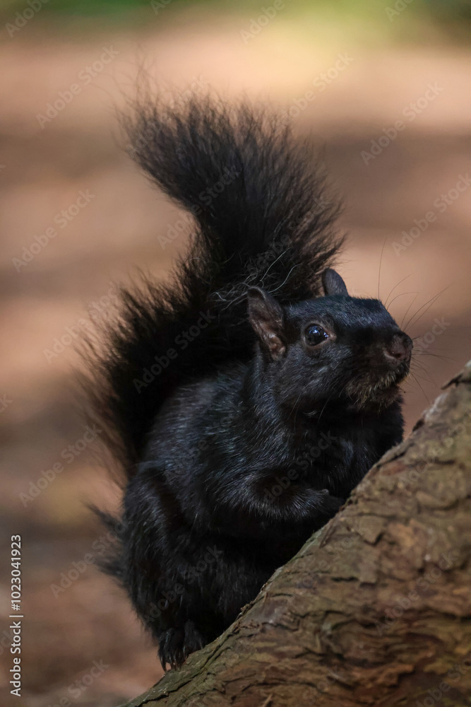 black squirrel in Vancouver's Stanley Park black squirrel in Vancouver's Stanley Park