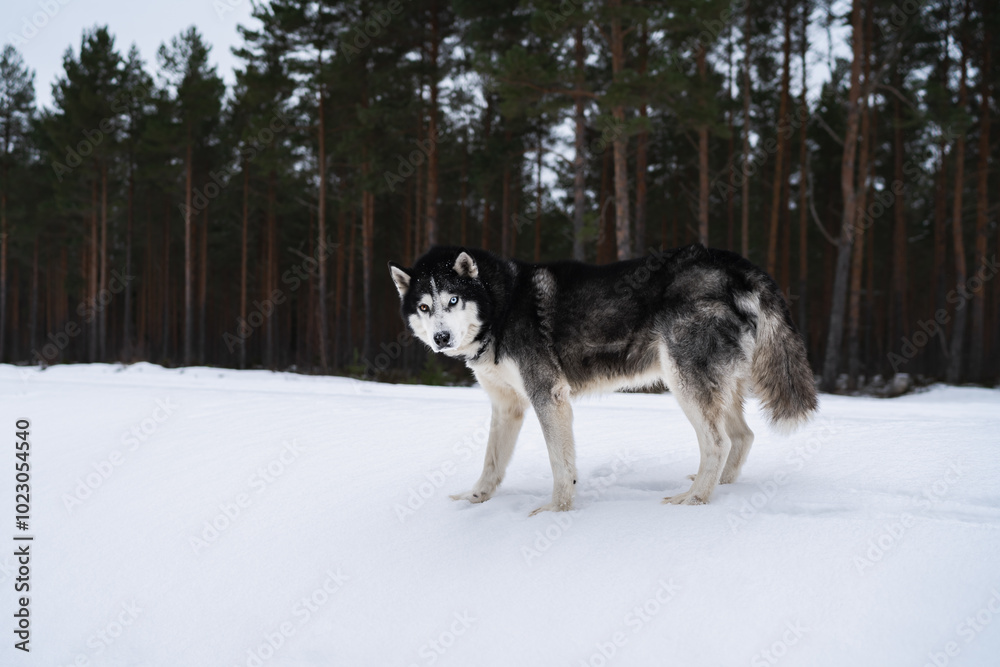 Fototapeta premium Husky dog ​​walking in winter forest in Kaberneeme, Estonian nature.