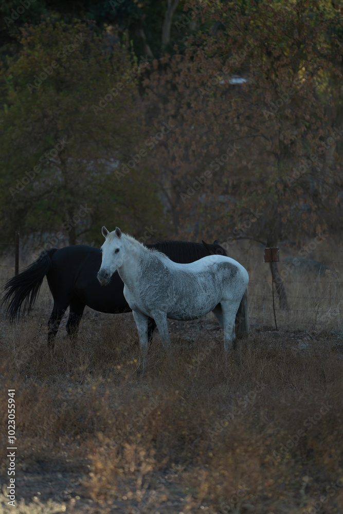 beautiful horses in Spain in nature arrea beautiful horses in Spain in nature arrea