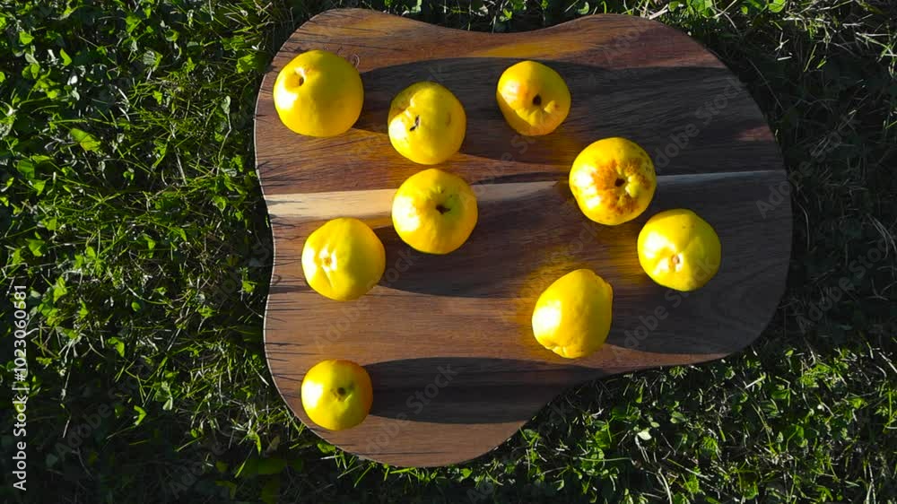 Chaenomeles Japonica or Unquidonia fruit on a walnut brown cutting board placed on green mowed grass or lawn and filmed from above or top view during autumn or summer sunny day, fruit casting shadows.