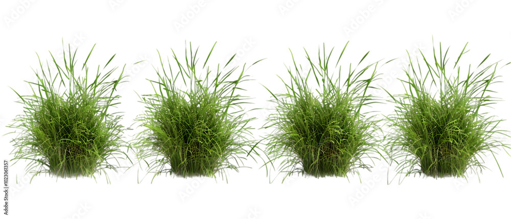 Fototapeta premium grass background png transparent background